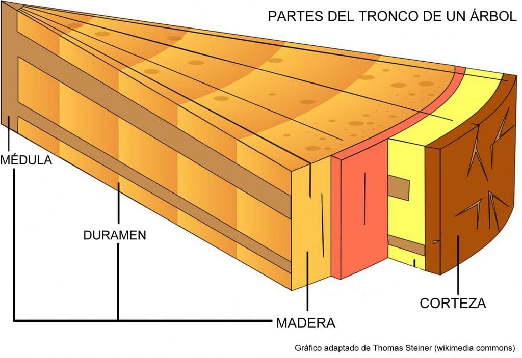 Cómo es la corteza del árbol Guía Completa 2024