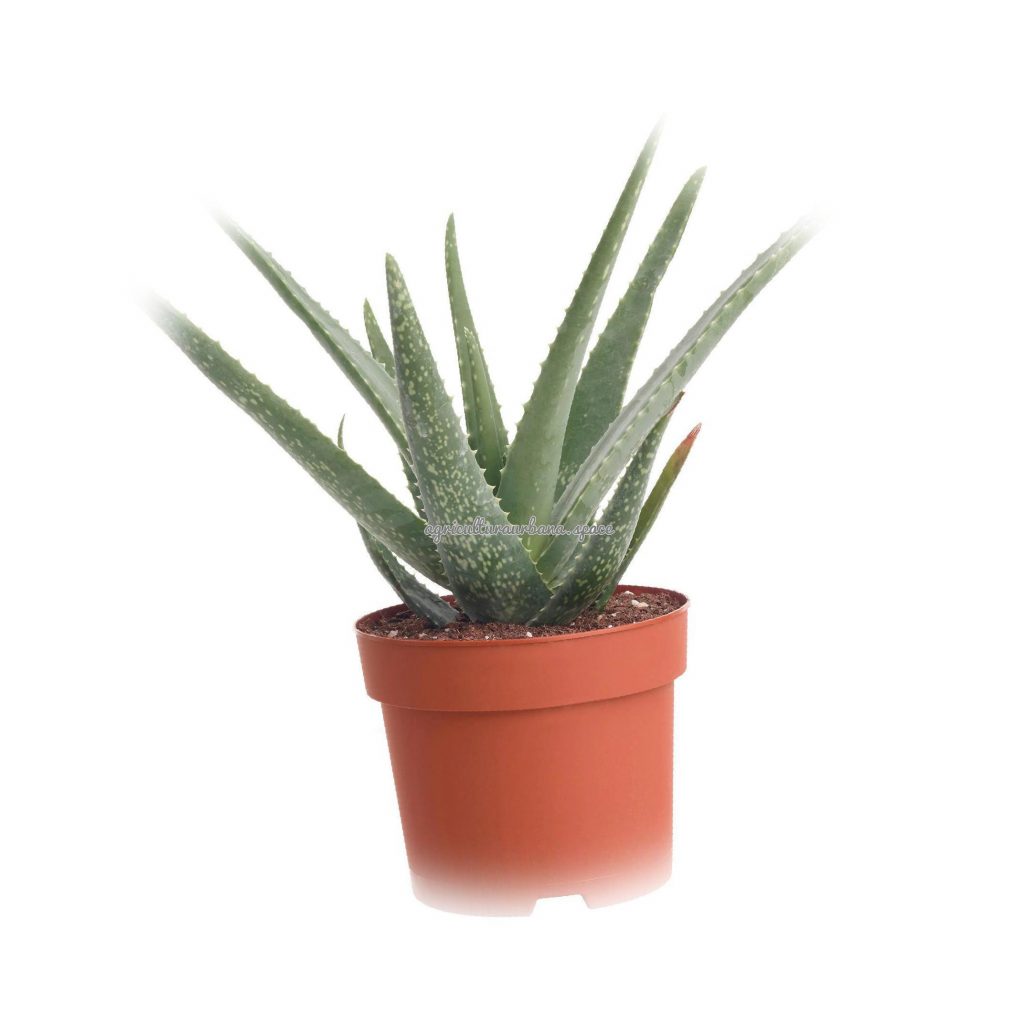 Quieres Aprender A Cultivar Aloe Vera En Tu Casa Gu A Completa