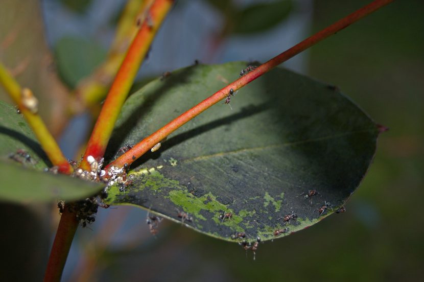 Por qué mi planta tiene manchas negras en las hojas Guía Completa