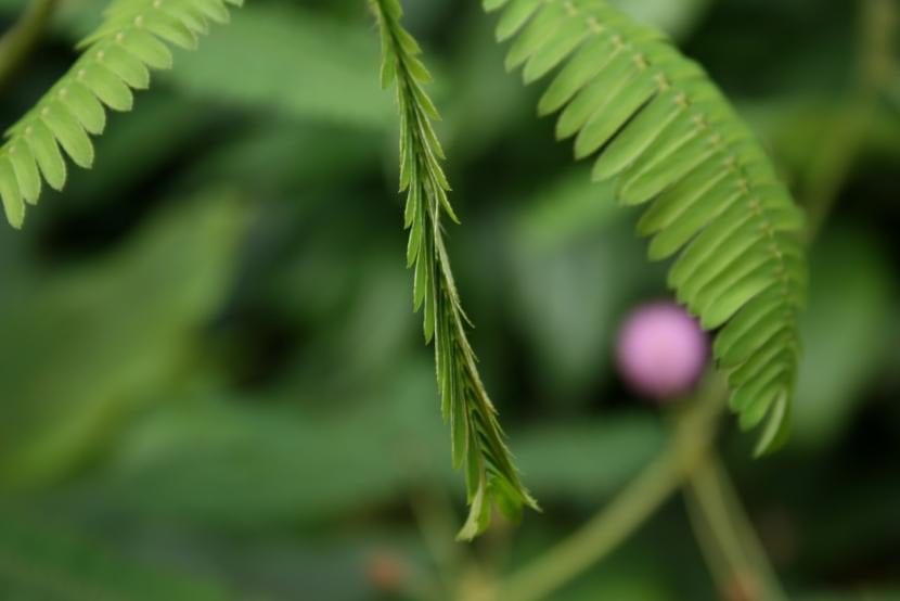 Mimosa Pudica la planta de la vergüenza Guía Completa 2024