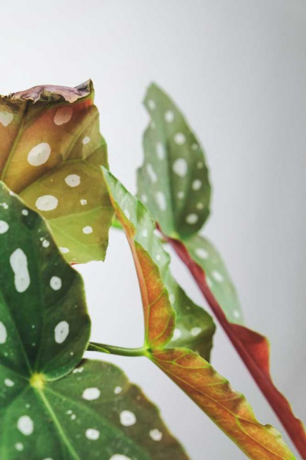 Planta Begonia Maculata Cuidados Y Reproducci N Gu A Completa