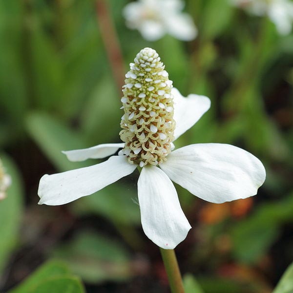 Hierba del manso Anemopsis californica Guía Completa 2023