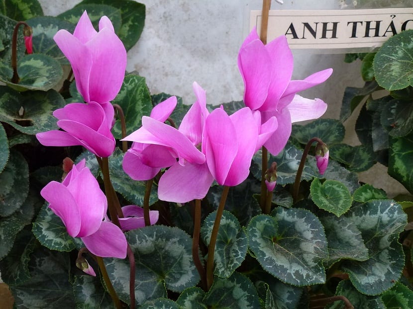 Caracter Sticas Y Cuidados Del Cyclamen Persicum Gu A Completa