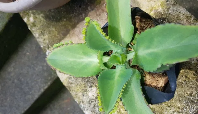 Kalanchoe daigremontiana Una suculenta que se siembra por sí misma