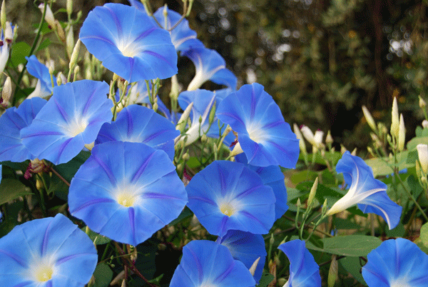 Campanillas Azules Fotos Tipos Significado Caracter Sticas