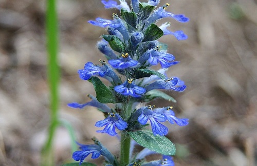 Flores Azules Fotos Tipos Significado Caracter Sticas Im Genes