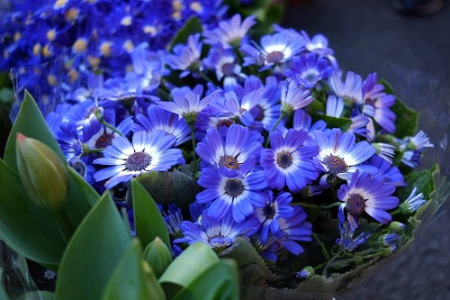 Flores azules fotos tipos significado características imágenes