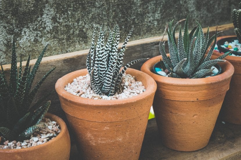 Las macetas de barro son recipientes ideales para cactus
