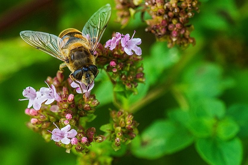 Las abejas polinizan las flores