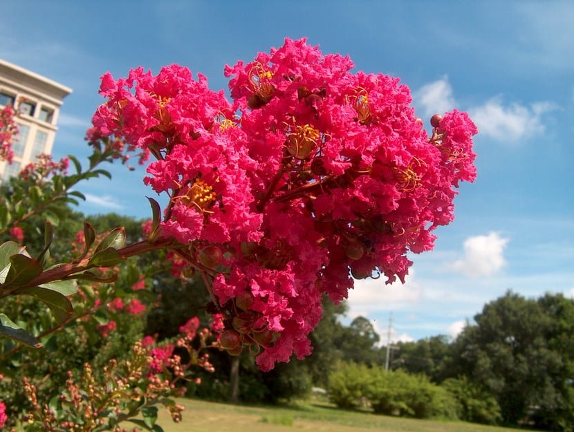 Árbol de Júpiter: cultivo, poda correcta y floración de verano