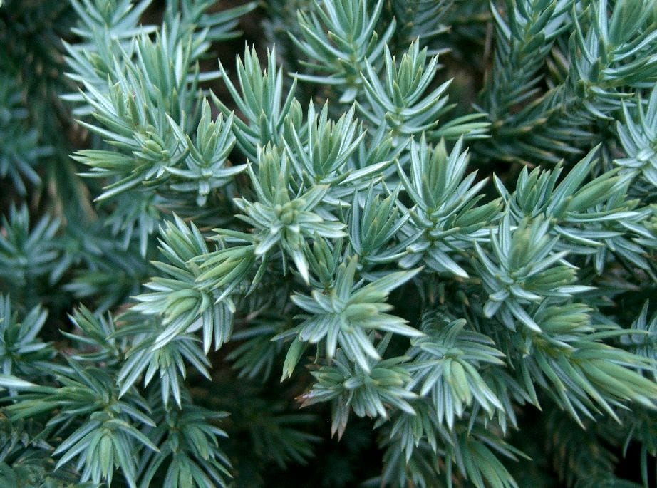 Coníferas enanas para maceta o jardín: 4 opciones seguras