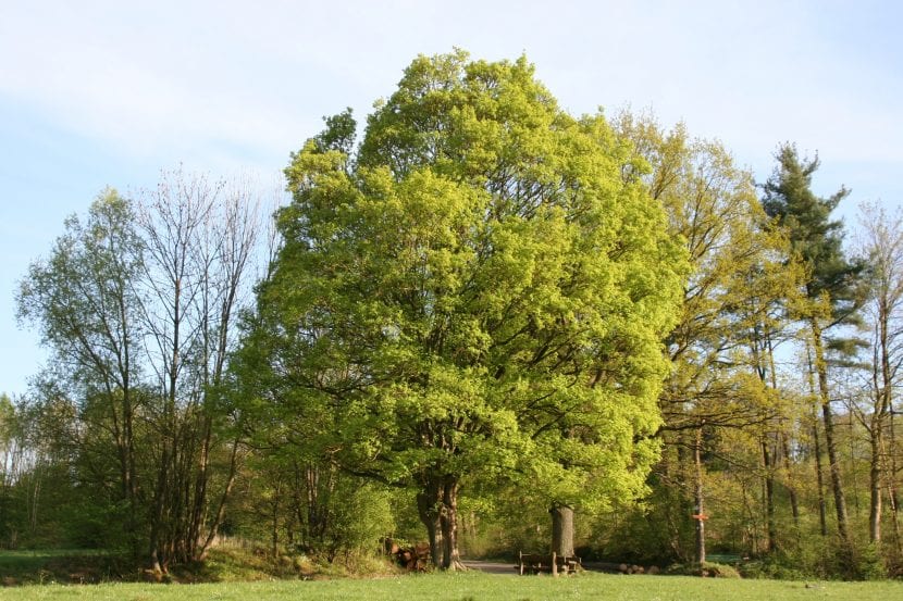 Hojas palmeadas de Acer campestre