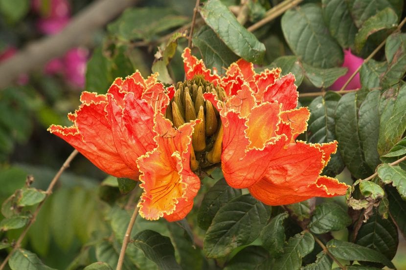 Flores de la Spathodea campanulata