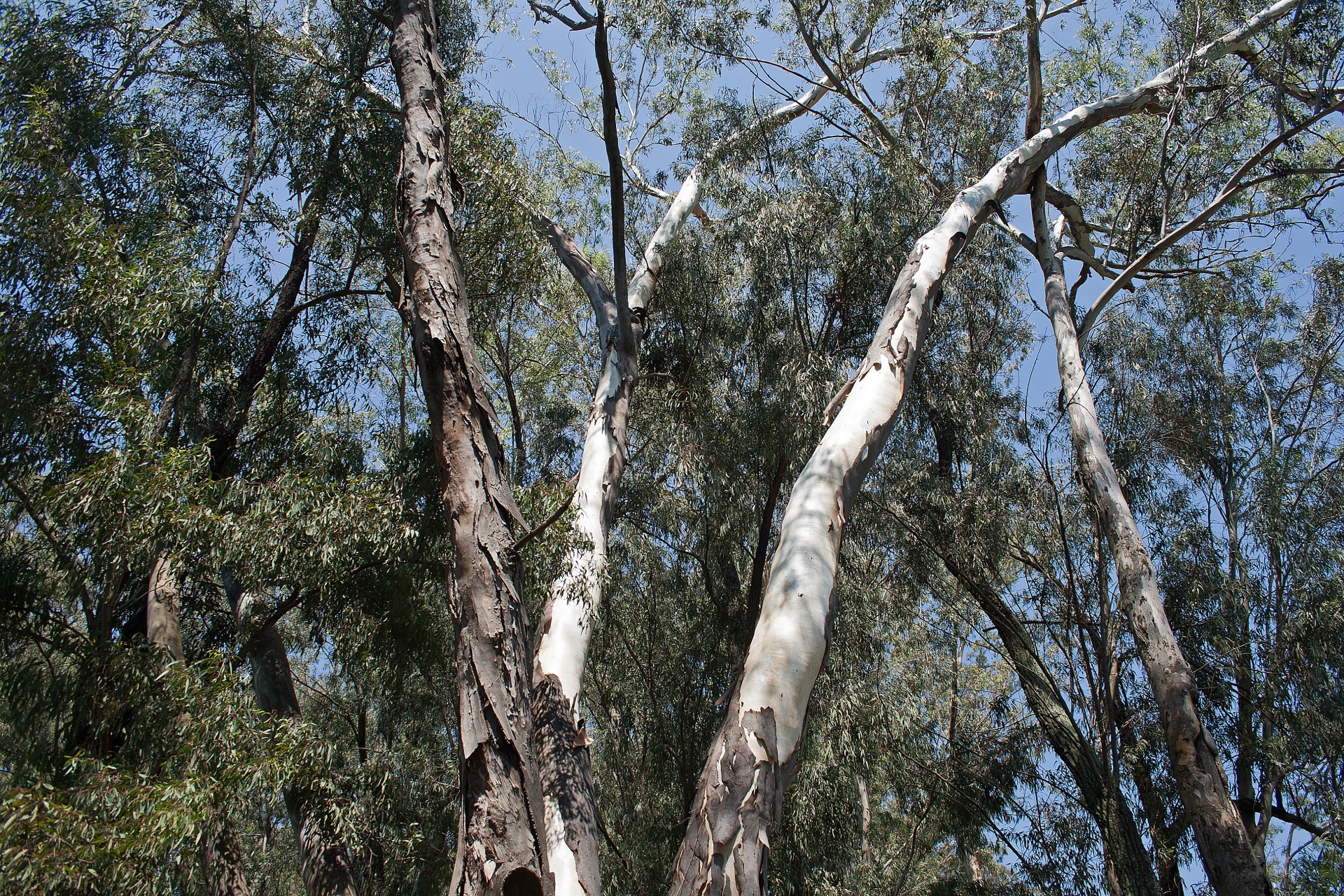 Los eucaliptos son árboles