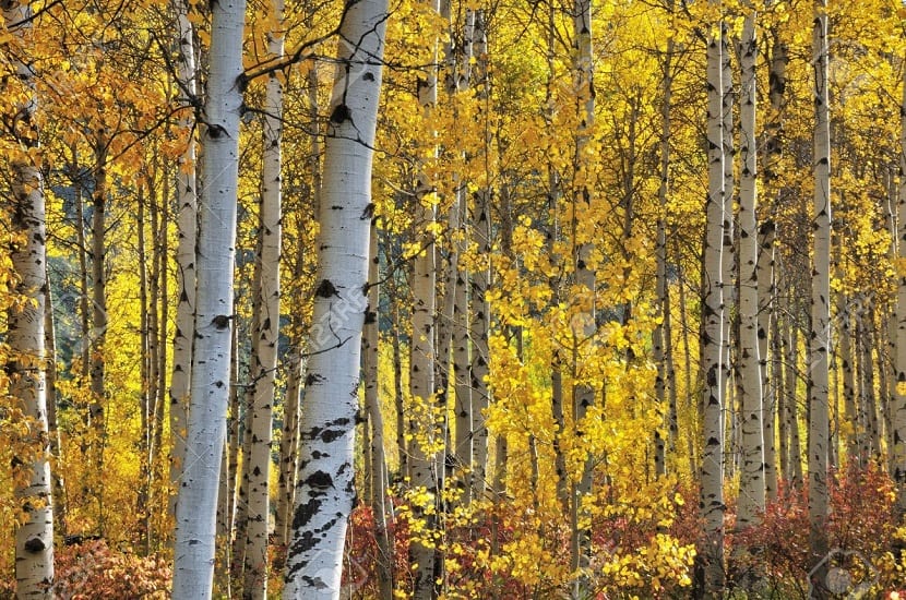 Abedul blanco en otoño