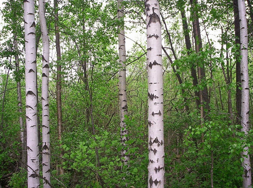 Betula alba en otoño