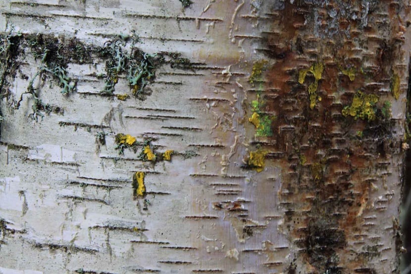 Corteza de betula alba