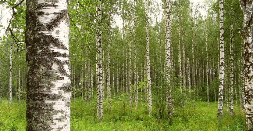 Madera del abedul blanco