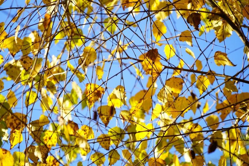 El abedul durante el otoño se vuelve amarillo