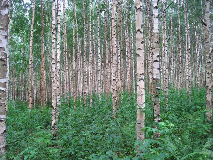 Vista de un bosque de abedul
