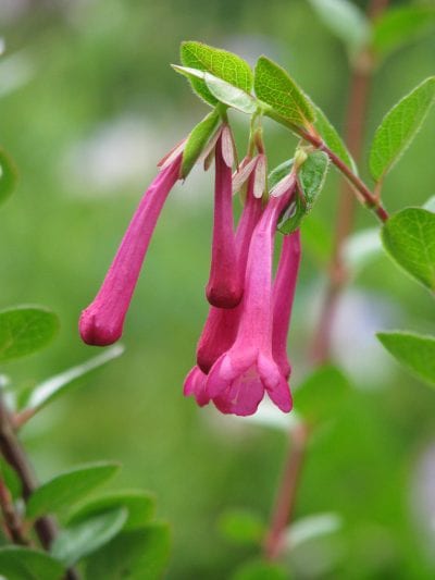 Las flores de la Abelia floribunda son preciosas