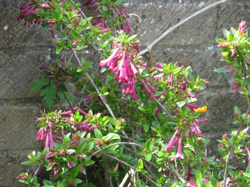 La planta de Abelia floribunda es un arbusto