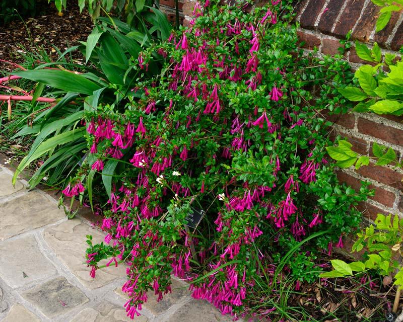 Vista de la Abelia floribunda