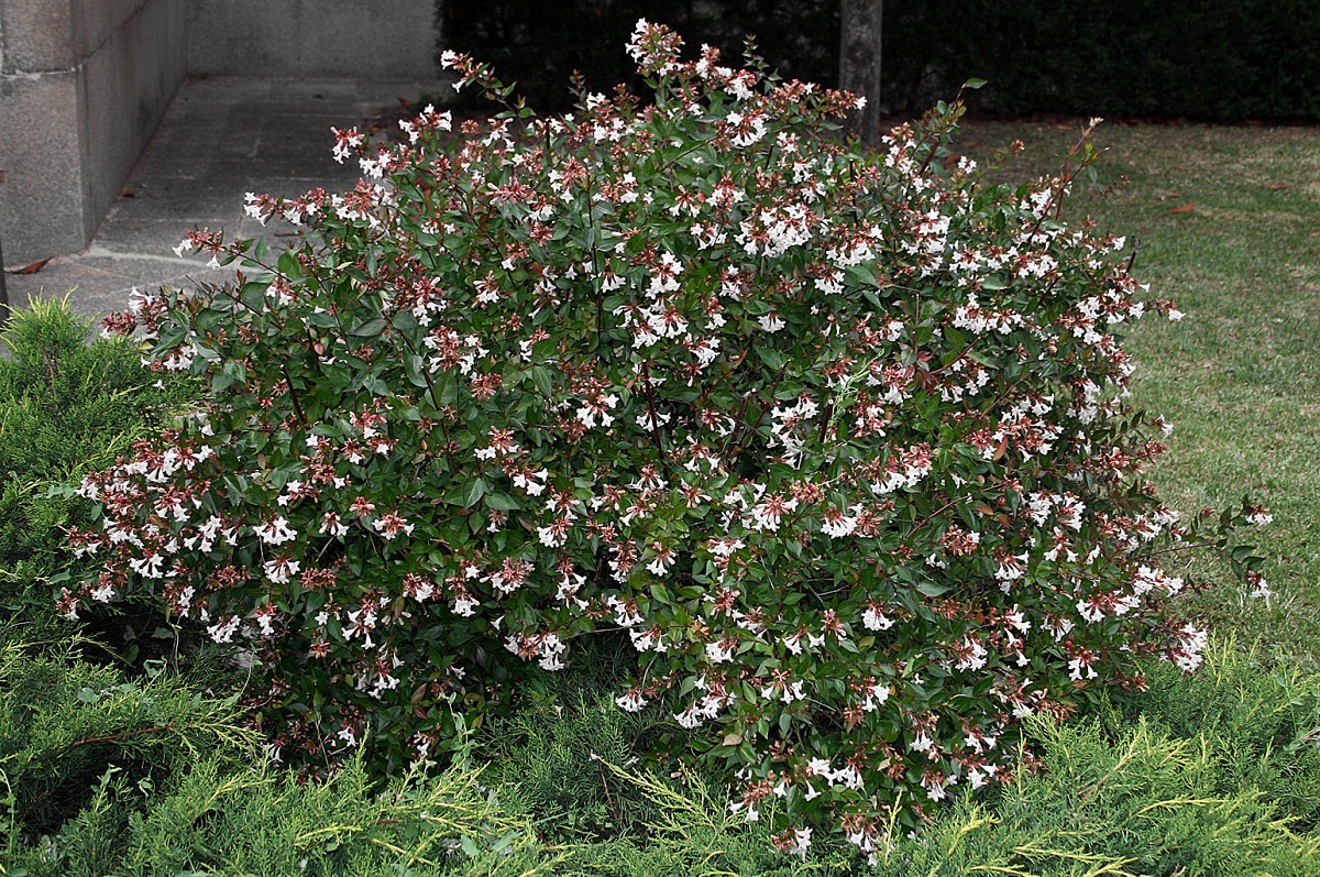 arbusto en medio de un jardin con flores blancas