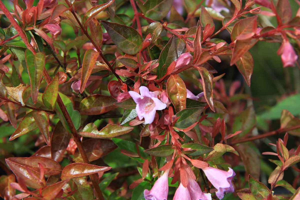 flores de color rosa del arbusto Abelia grandiflora