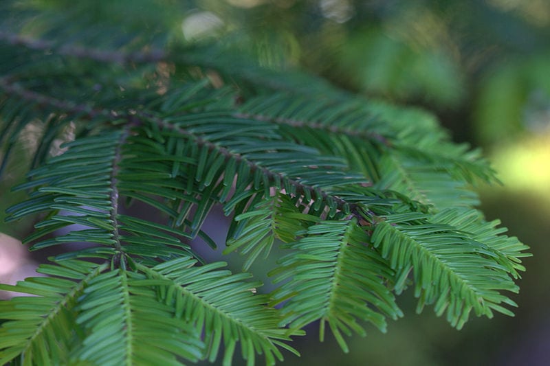 Planta de Abies grandis