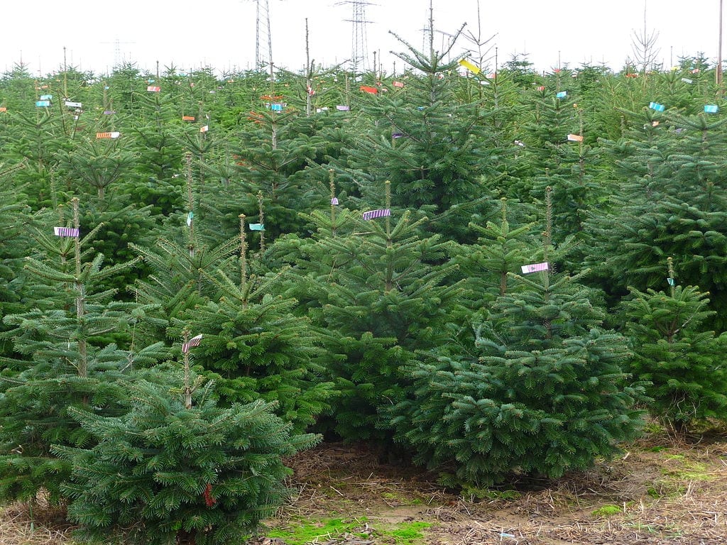 Abeto de Navidad (Abies nordmanniana): cuidados