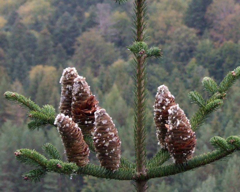 Multiplica el Abies alba por semillas en otoño