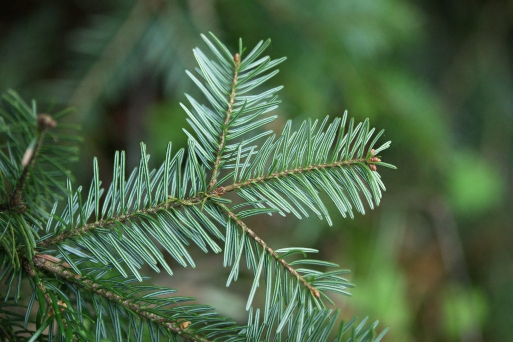 Abies alba: cómo cultivar el abeto blanco europeo
