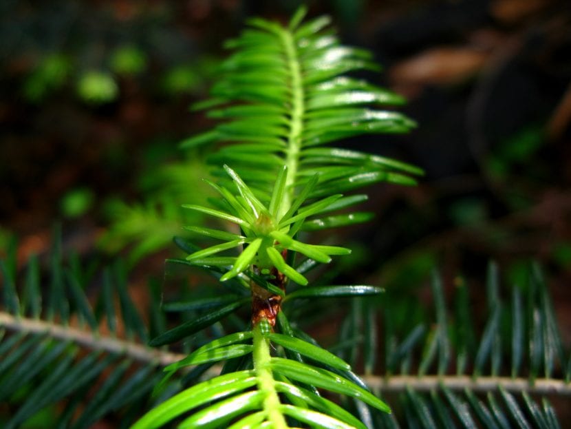 El crecimiento del Abies alba es lento, así que hay que tener paciencia