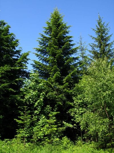 Ejemplar de Abies alba en un jardín