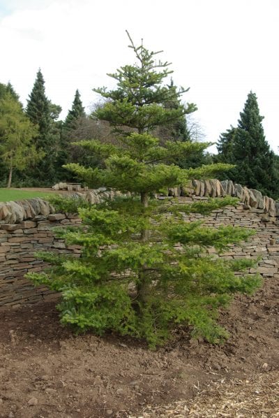 Planta de Abies koreana
