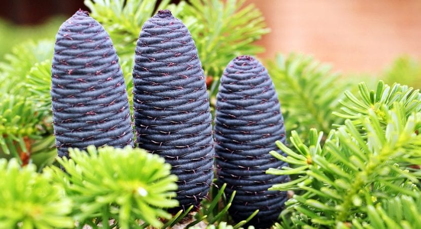 Frutos del Abies koreana