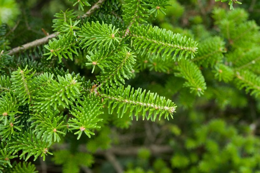 Hojas del Abies koreana
