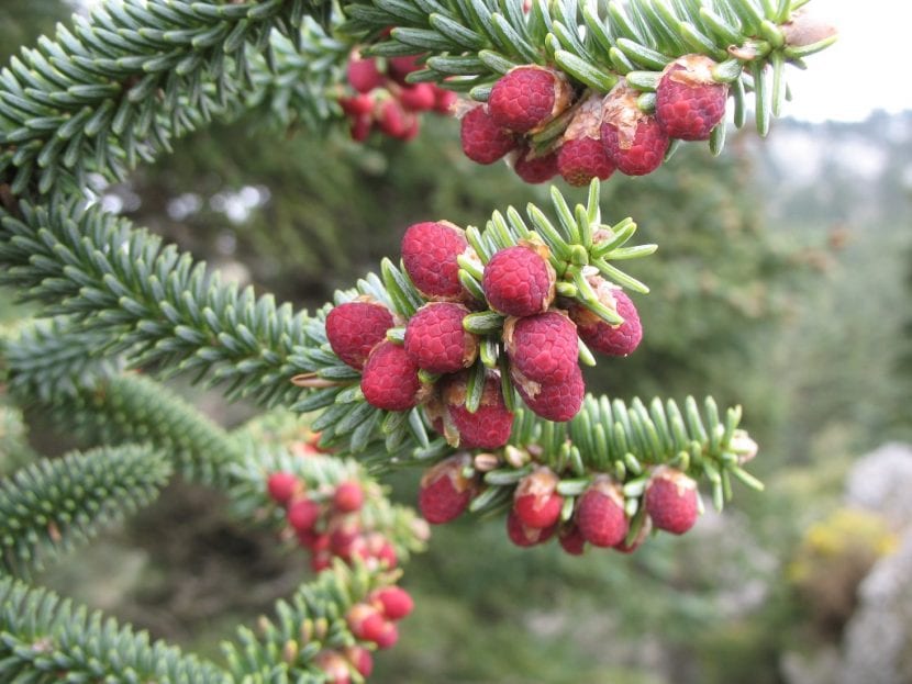 El pinsapo es una planta que florece en primavera