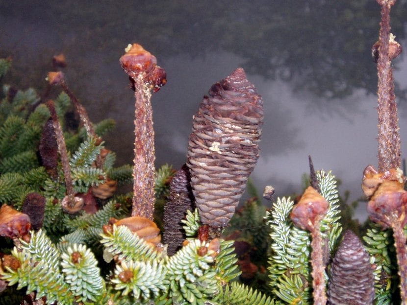 Las piñas del Abies pinsapo son marrones-rojizas