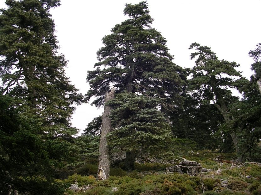 El pinsapo crece en las montañas