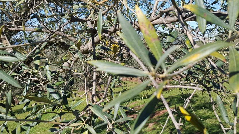 nutrientes de olivos para su crecimiento