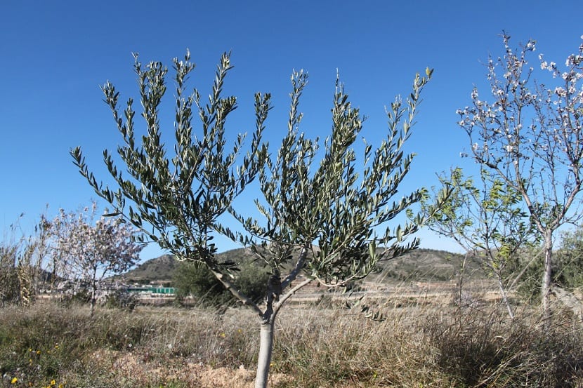 olivo pequeño