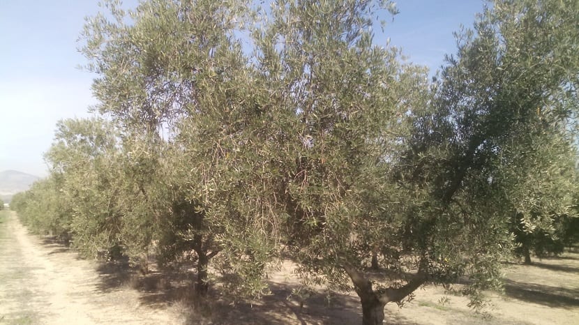 abonado de olivos