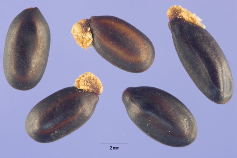 Semillas de Acacia baileyana