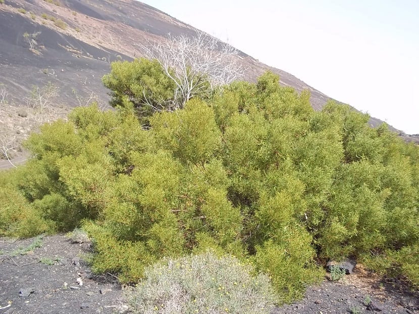 arbusto de color verde que crece en una ladera