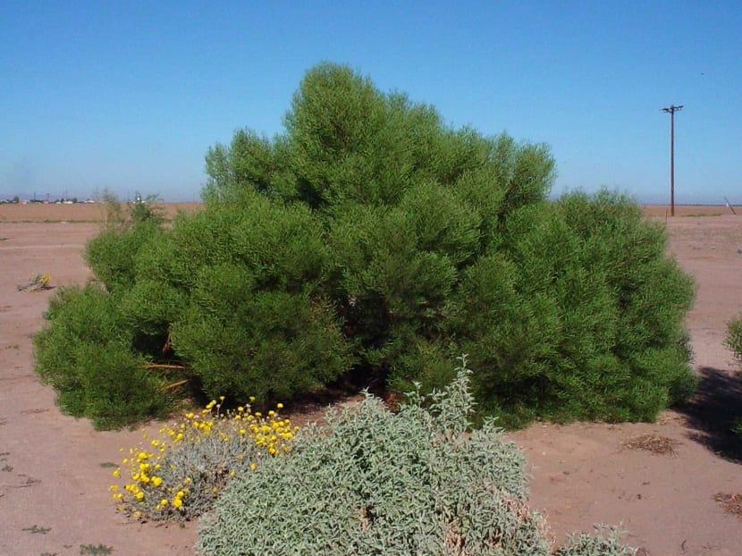 arbusto o matorral verde llamado acacia