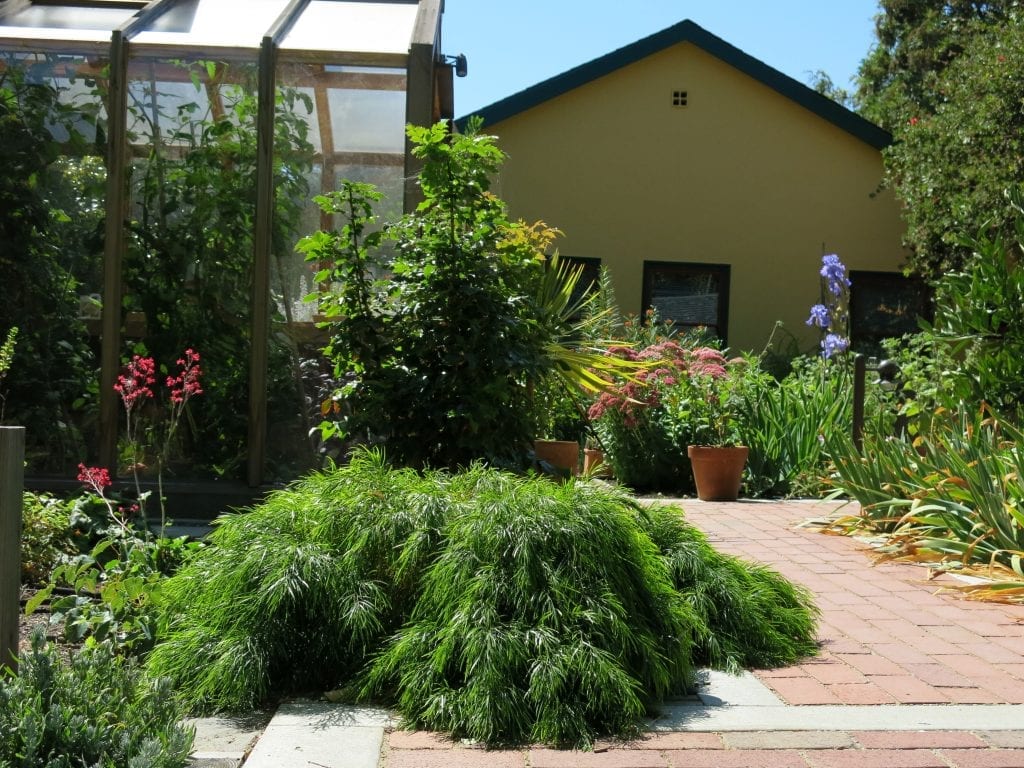 Acacia cognata