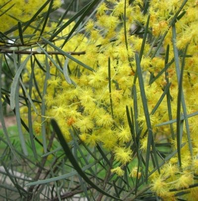 Acacia cognata en flor