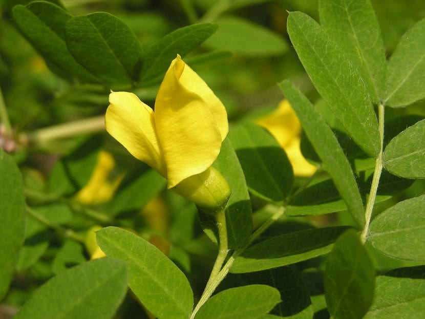 Flores de la acacia de Rusia